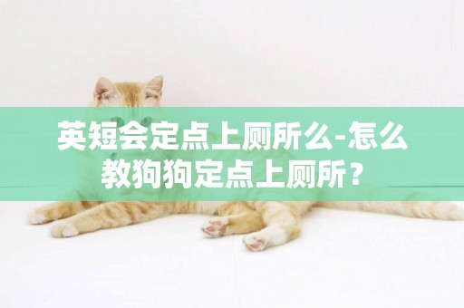 英短會定點上廁所么-怎么教狗狗定點上廁所？