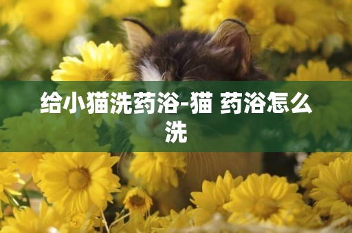 給小貓洗藥浴-貓 藥浴怎么洗