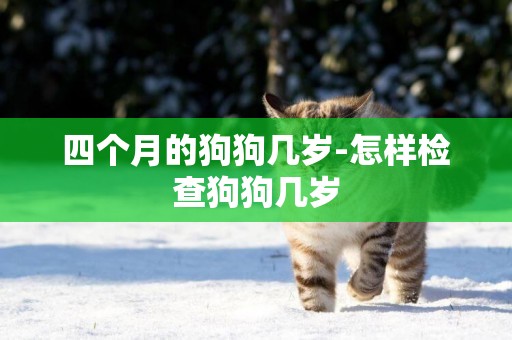 四個月的狗狗幾歲-怎樣檢查狗狗幾歲