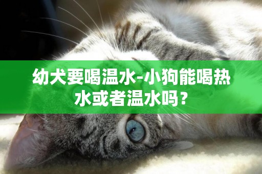 幼犬要喝溫水-小狗能喝熱水或者溫水嗎？