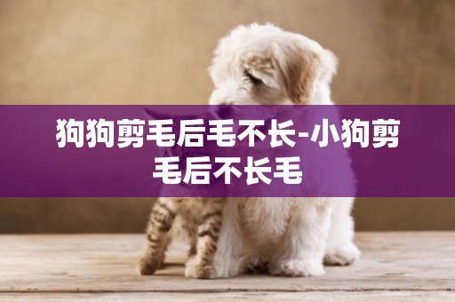 狗狗剪毛后毛不長-小狗剪毛后不長毛