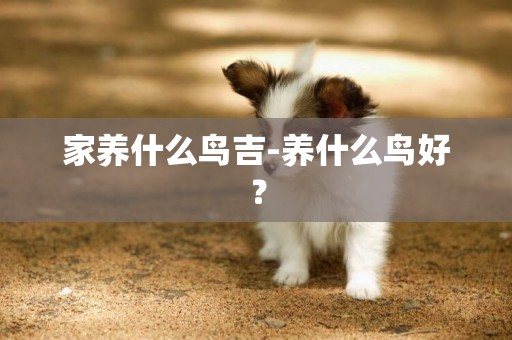 家養什么鳥吉-養什么鳥好？