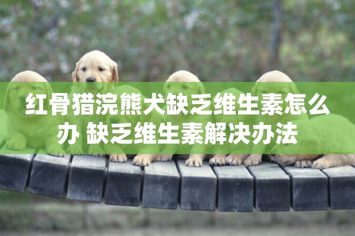 紅骨獵浣熊犬缺乏維生素怎么辦 缺乏維生素解決辦法