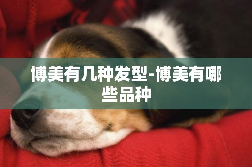 博美有幾種發型-博美有哪些品種
