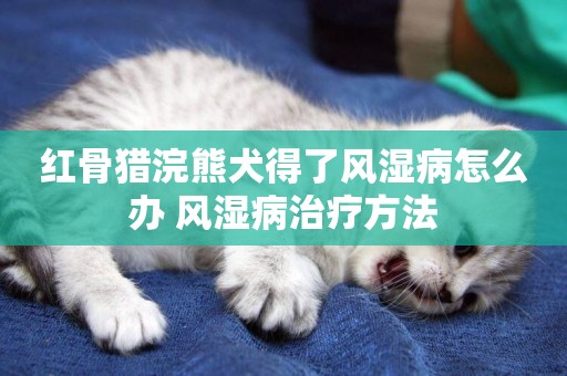 紅骨獵浣熊犬得了風濕病怎么辦 風濕病治療方法