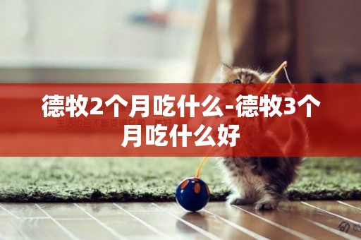 德牧2個月吃什么-德牧3個月吃什么好