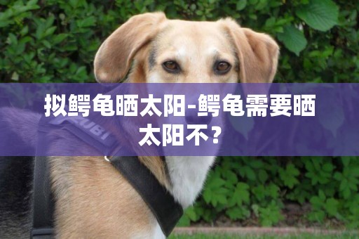 擬鱷龜曬太陽-鱷龜需要曬太陽不？