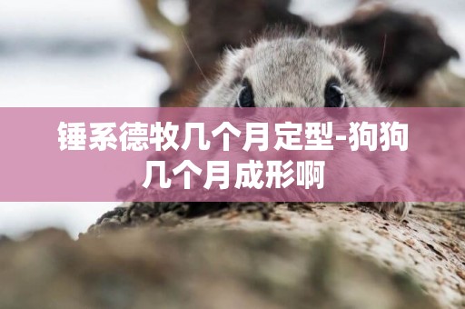 錘系德牧幾個月定型-狗狗幾個月成形啊