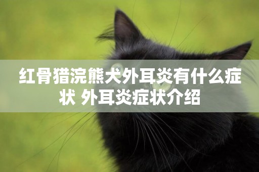 紅骨獵浣熊犬外耳炎有什么癥狀 外耳炎癥狀介紹