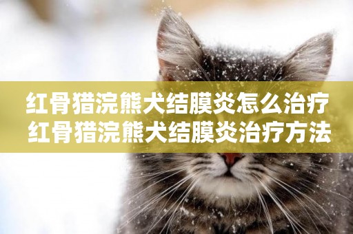 紅骨獵浣熊犬結膜炎怎么治療 紅骨獵浣熊犬結膜炎治療方法
