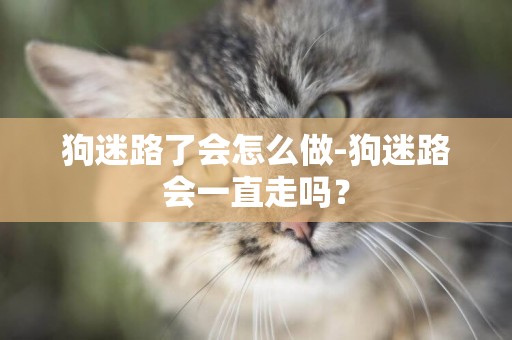 狗迷路了會怎么做-狗迷路會一直走嗎？
