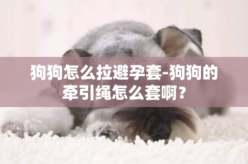 狗狗怎么拉避孕套-狗狗的牽引繩怎么套啊？
