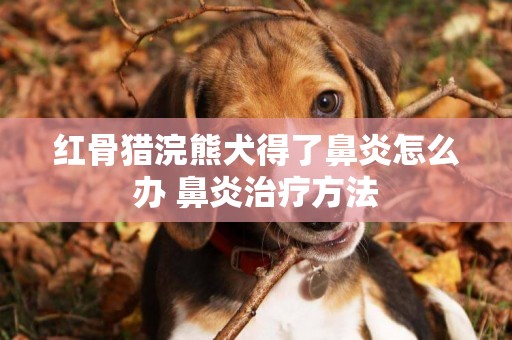 紅骨獵浣熊犬得了鼻炎怎么辦 鼻炎治療方法
