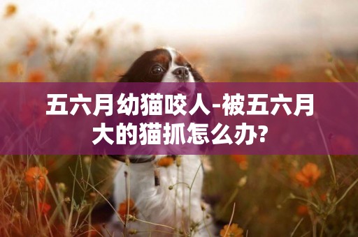 五六月幼貓咬人-被五六月大的貓抓怎么辦?