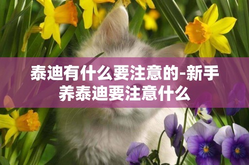 泰迪有什么要注意的-新手養泰迪要注意什么