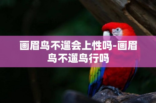 畫眉鳥不遛會上性嗎-畫眉鳥不遛鳥行嗎