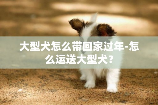 大型犬怎么帶回家過年-怎么運送大型犬？