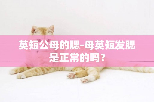 英短公母的腮-母英短發腮是正常的嗎？
