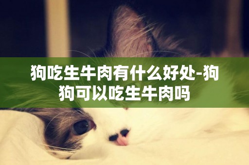 狗吃生牛肉有什么好處-狗狗可以吃生牛肉嗎