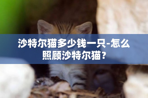 沙特爾貓多少錢一只-怎么照顧沙特爾貓？