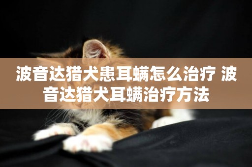 波音達獵犬患耳螨怎么治療 波音達獵犬耳螨治療方法