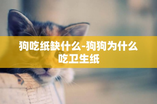 狗吃紙缺什么-狗狗為什么吃衛生紙