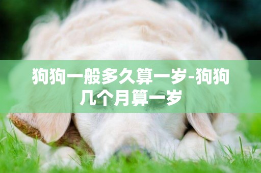 狗狗一般多久算一歲-狗狗幾個月算一歲