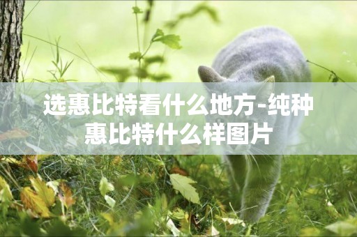 選惠比特看什么地方-純種惠比特什么樣圖片