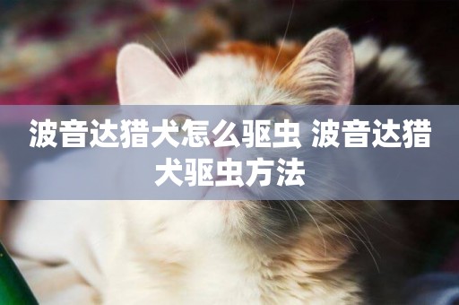 波音達獵犬怎么驅蟲 波音達獵犬驅蟲方法
