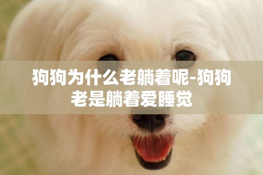 狗狗為什么老躺著呢-狗狗老是躺著愛睡覺