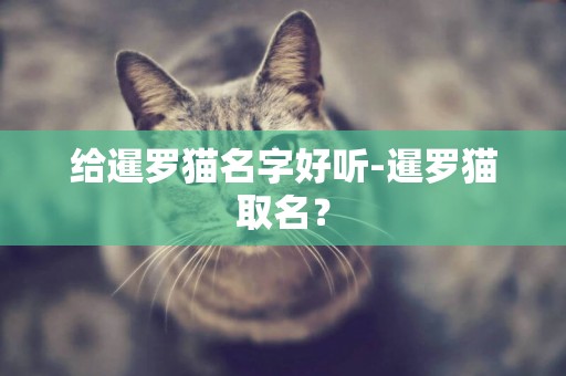 給暹羅貓名字好聽-暹羅貓取名？