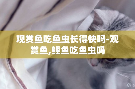 觀賞魚吃魚蟲長得快嗎-觀賞魚,鯉魚吃魚蟲嗎