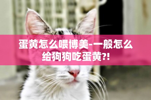 蛋黃怎么喂博美-一般怎么給狗狗吃蛋黃?!