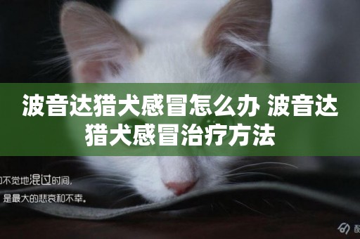 波音達獵犬感冒怎么辦 波音達獵犬感冒治療方法