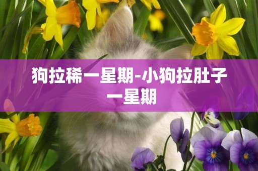 狗拉稀一星期-小狗拉肚子 一星期