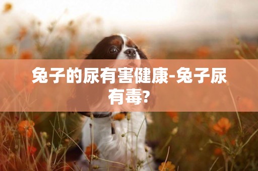 兔子的尿有害健康-兔子尿有毒?