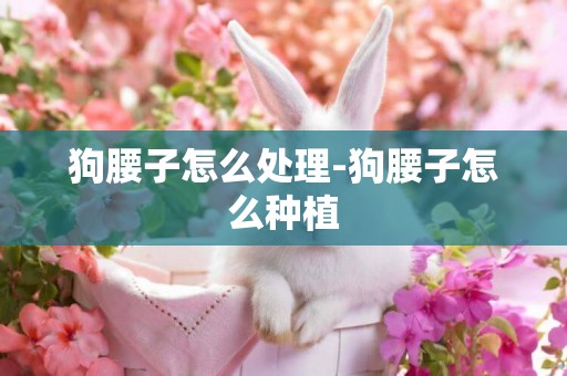 狗腰子怎么處理-狗腰子怎么種植