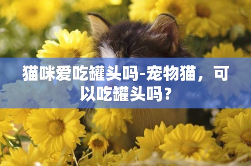 貓咪愛吃罐頭嗎-寵物貓，可以吃罐頭嗎？
