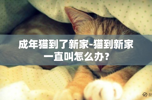 成年貓到了新家-貓到新家一直叫怎么辦？