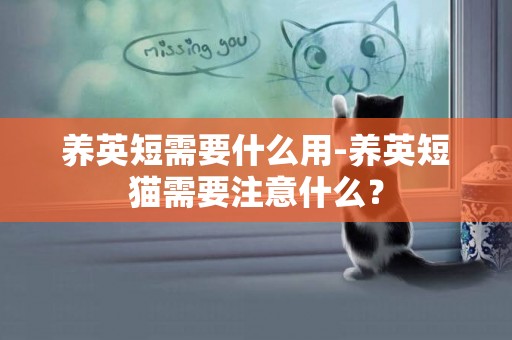 養英短需要什么用-養英短貓需要注意什么？