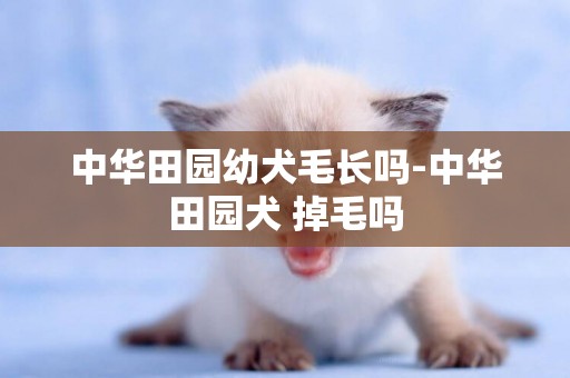 中華田園幼犬毛長嗎-中華田園犬 掉毛嗎