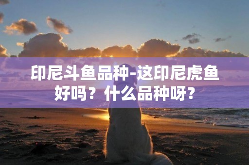 印尼斗魚品種-這印尼虎魚好嗎？什么品種呀？