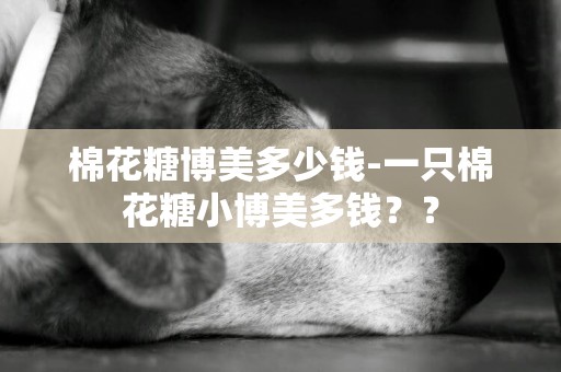 棉花糖博美多少錢-一只棉花糖小博美多錢？？