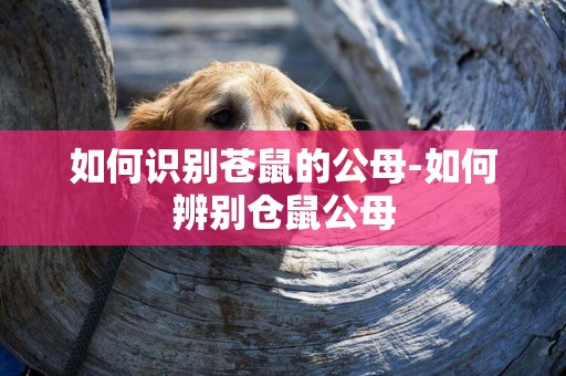 如何識別蒼鼠的公母-如何辨別倉鼠公母