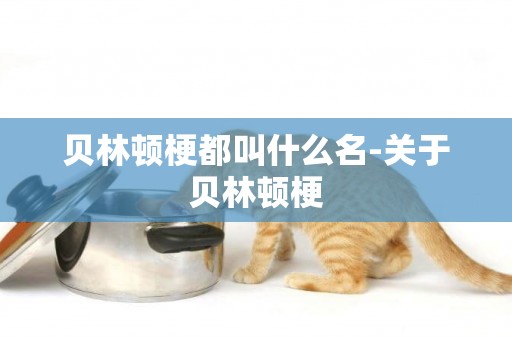 貝林頓梗都叫什么名-關于貝林頓梗