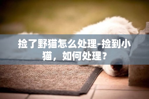撿了野貓怎么處理-撿到小貓，如何處理？