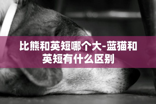 比熊和英短哪個大-藍貓和英短有什么區別