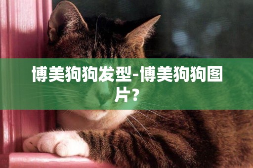 博美狗狗發型-博美狗狗圖片？