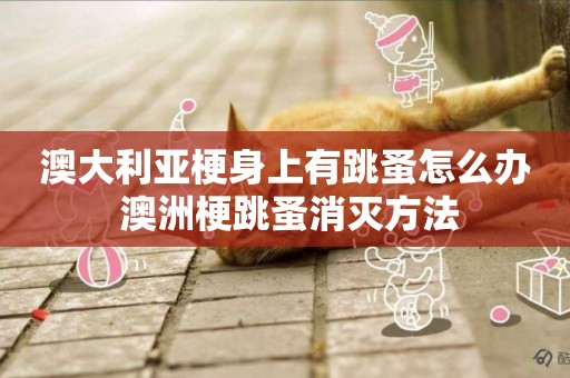 澳大利亞梗身上有跳蚤怎么辦 澳洲梗跳蚤消滅方法