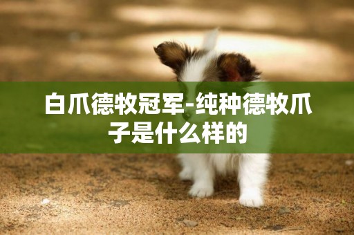 白爪德牧冠軍-純種德牧爪子是什么樣的